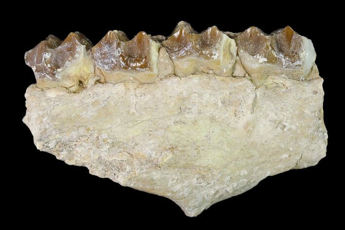 Oreodont (Merycoidodon) Jaw Section - South Dakota #136035